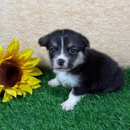 Joey - Black and tan male Pembroke Welsh Corgi puppy in Stillwater, Oklahoma from Steele Family Farms