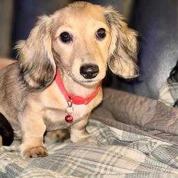 Bunny - Dapple female Dachshund puppy in Ceres, California from Rockin' M’s LilBitty Dachshunds (LBD)