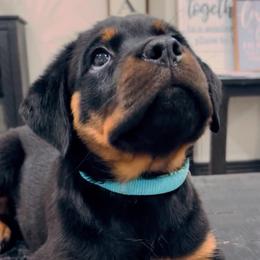 Sheila - Black and tan female Rottweiler puppy in Phoenix, Arizona from Midnight Rottweilers