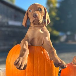 MURPHY (Blue) - Golden rust Vizsla puppy in Port Angeles, Washington from Baldy Ridge Farm