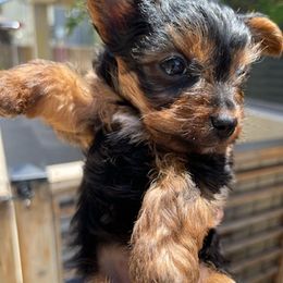 Yorkshire Terriers from Nuvis Yorkies