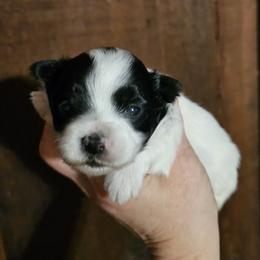 Frosty - White and tan male Maltese puppy in Terrell, Texas from PBJ Farms