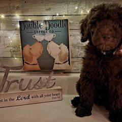 Blue Collar - Chocolate Double Doodle puppy in Georgia from H & M Doodles