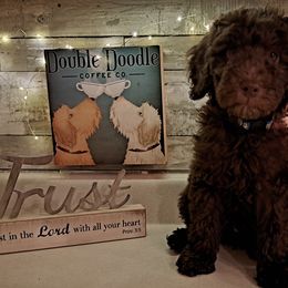 Blue Collar - Chocolate Double Doodle puppy in Georgia from H & M Doodles