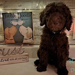 Blue Collar - Chocolate Double Doodle puppy in Georgia from H & M Doodles