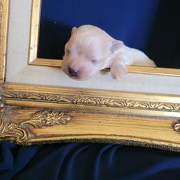 Ivan - Cream male Maltipoo puppy in Mena, Arkansas from Belle Ball Puppies
