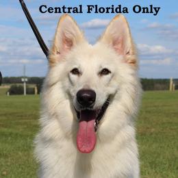 Pixel - White female German Shepherd puppy in Central Florida, Florida from Kaleidoscope German Shepherds