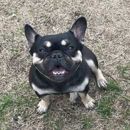 Lexi - French Bulldog