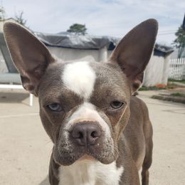 Sapphire N  Ice Rinkowski - Boston Terrier