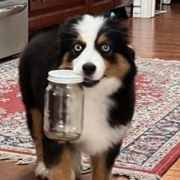 Toy Australian Shepherds from F & T Aussies