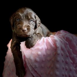 Bernedoodle and Labradoodle Puppies from Delaney Park Doodles