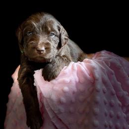 Bernedoodle and Labradoodle Puppies from Delaney Park Doodles