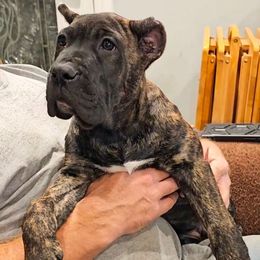 Brown Collar - Tiger male Perro de Presa Canario puppy in Pocahontas, Illinois from Cabeza Grande Kennel