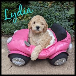Cavapoo and Goldendoodle Puppies from Daisy's Doodle Den