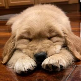 Golden Retrievers from Moonlit Meadows Golden Retrievers