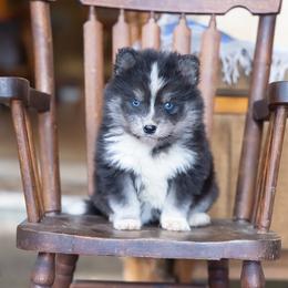 Chilly - Black and white female Pomsky puppy in Moultonborough, New Hampshire from Foxfire Arctic Spitz