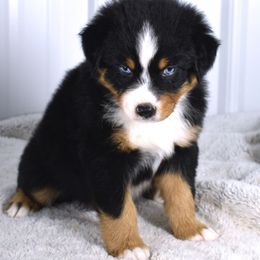 Jakar - Black tri-color male Australian Shepherd puppy in Falcon, Missouri from www.maubachranch.com