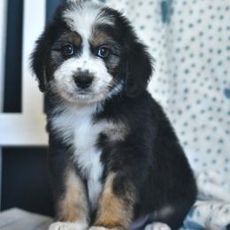 Corn Dog - Black tri-color male Aussiedoodle puppy in Delta, Colorado from PTK Ranch