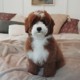 Corbett - Goldendoodle