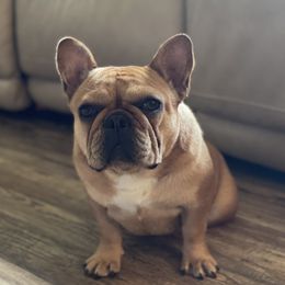Gemma - French Bulldog