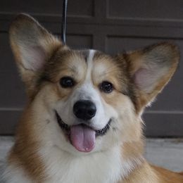 Leo - Pembroke Welsh Corgi