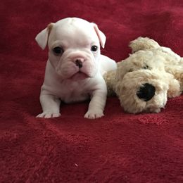 Boston Terrier, Companion Cross, and French Bulldog Puppies from High Plains French Bulldogs,Boston Terriers and Frenchtons.