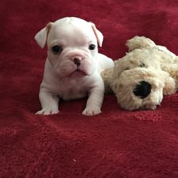 Boston Terrier, Companion Cross, and French Bulldog Puppies from High Plains French Bulldogs,Boston Terriers and Frenchtons.