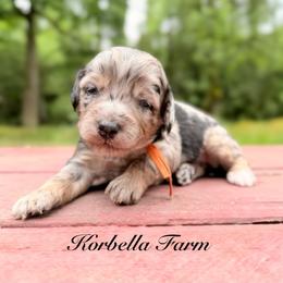 Fiesta - Blue merle female Aussiedoodle puppy in Mulino, Oregon from Korbella Farm