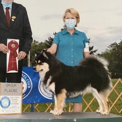 Finnish Lapphunds from Northern Lights Finnish Lapphunds