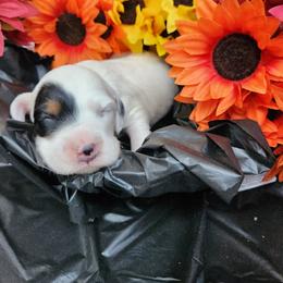 Boy 4 - Blue belton and tan (tri-color) male Llewellin Setter puppy in North Dinwiddie, Virginia from Pups Furever