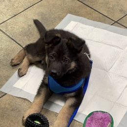 German Shepherd Puppies from Shenango Valley Shepherds