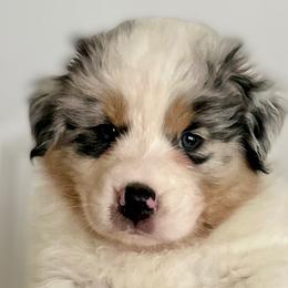 Boy 1 - Australian Shepherd puppy from Saltair Australian Shepherds