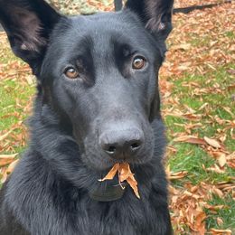 Boy 1 - German Shepherd puppy in Chambersburg, Pennsylvania from Markenhaus Working German Shepherds