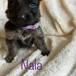 German Shepherd Puppies from B&R Kennel