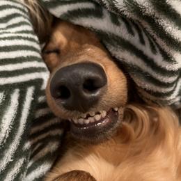 Tucker - Dachshund