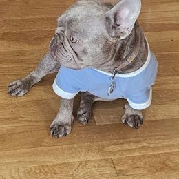Mamba - French Bulldog
