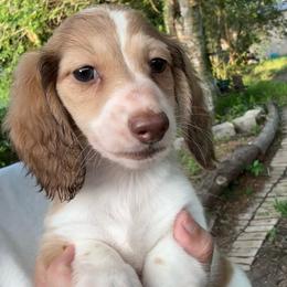 Hermione - Piebald female Dachshund puppy in Alice, Texas from Crimson’s longhair Dachshunds
