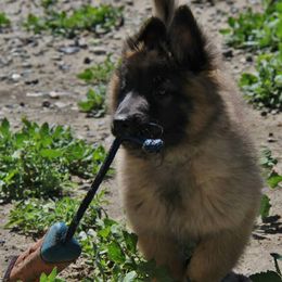 Belgian Tervuren Puppies from Beartooth Belgian Tervuren