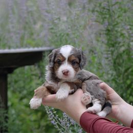Dakota - Blue merle female Bernedoodle puppy in Eagle Mountain, Utah from Fur Real Puppies.