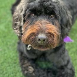 Rosie - Goldendoodle