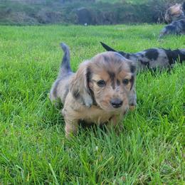 Turtle - Dapple male Dachshund puppy in Federal Way, Washington from TopTeckel Kennels