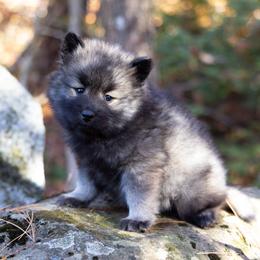 Pomsky Puppies from New World Pomskies