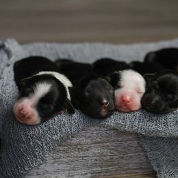 Aussiedoodle puppies from Blue Diamond Puppies