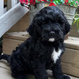 Pebble - Black female Goldendoodle puppy in Charlotte, North Carolina from Hopeful Heart Doodles