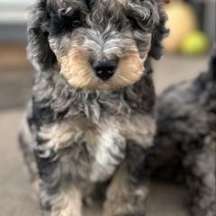 Joey - male Australian Mountain Doodle puppy in Lincoln, Nebraska from GRand Doodles