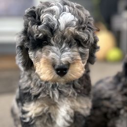 Joey - male Australian Mountain Doodle puppy in Lincoln, Nebraska from GRand Doodles
