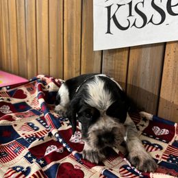 English Springer Spaniel Puppies from Crafts Springer Love