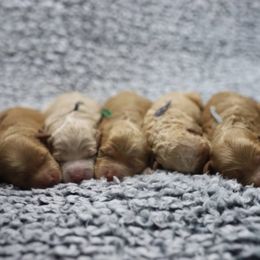 Cavapoo and Goldendoodle Puppies from Hearts Full of Puppies