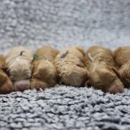 Cavapoo and Goldendoodle Puppies from Hearts Full of Puppies