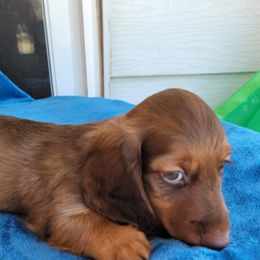 Moose - Red male Dachshund puppy in Klamath Falls, Oregon from Luvindoxys4u